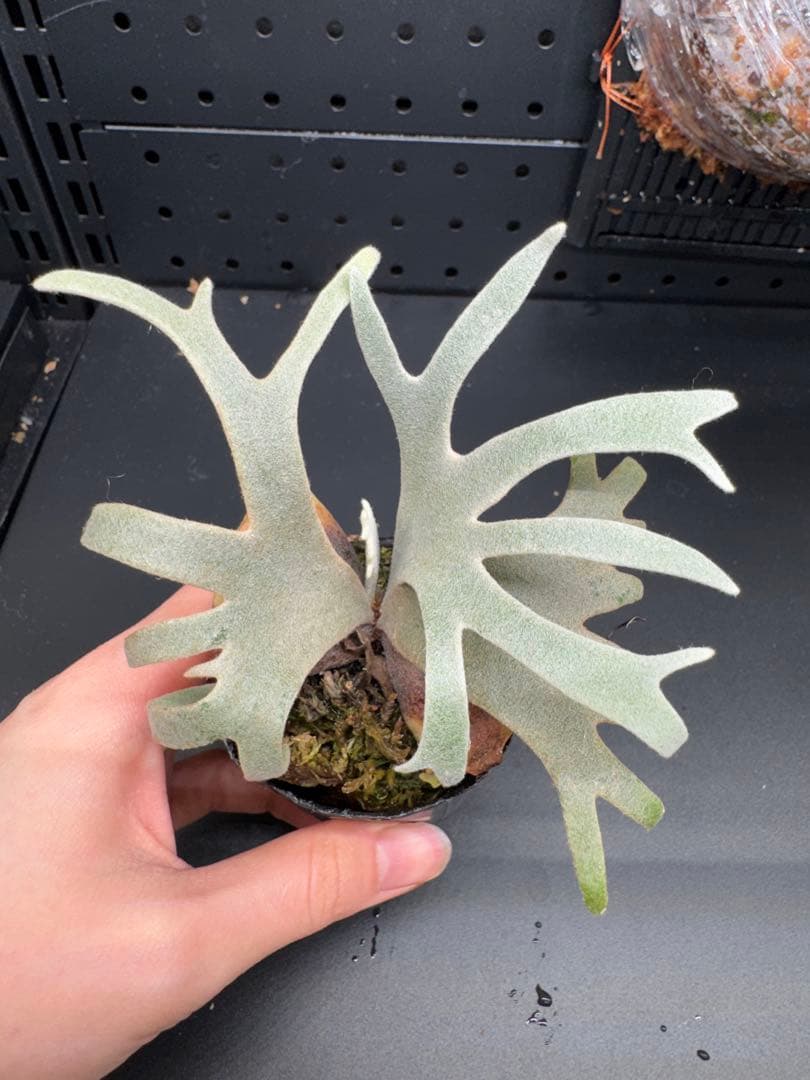 ヒ*ロ様 【平凡之鹿】YMDS Totoro HHRナーセリータグ付け #078