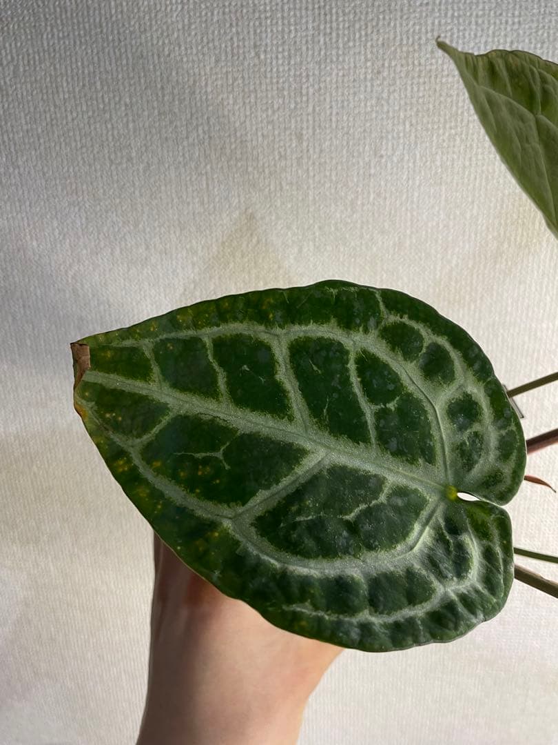 Anthurium SKG Pink Lemonade✖️SKG Silver