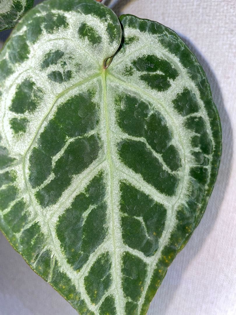 Anthurium SKG Pink Lemonade✖️SKG Silver