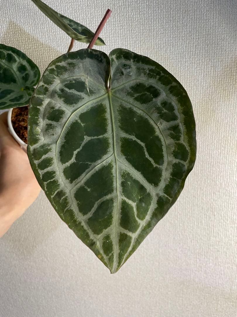 Anthurium SKG Pink Lemonade✖️SKG Silver