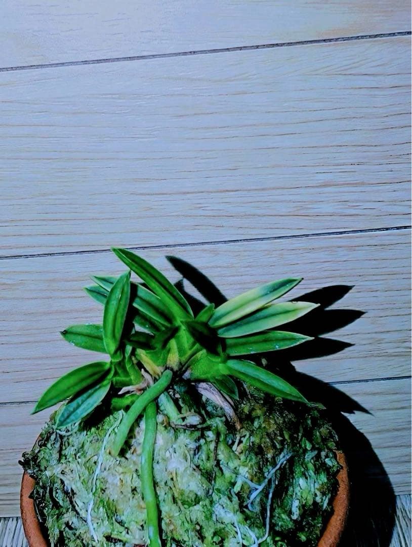 富貴蘭「太閤覆輪（黒真珠覆輪）」本性品芽変わり品