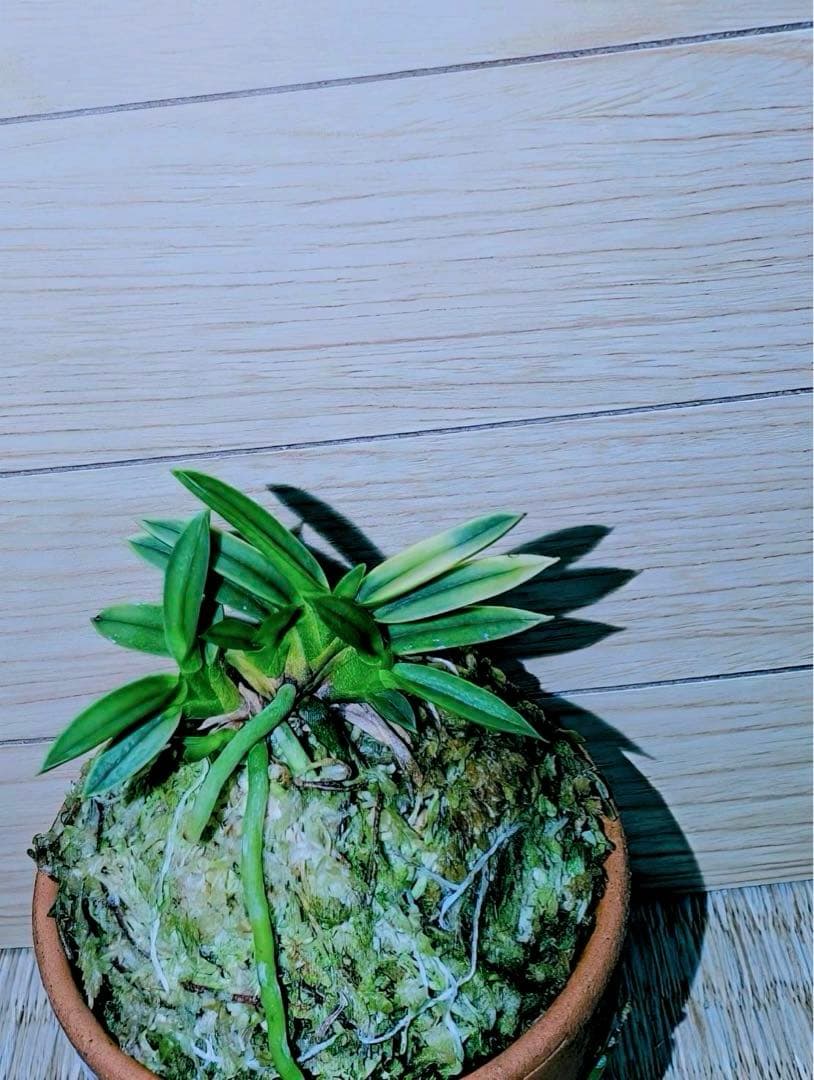 富貴蘭「太閤覆輪（黒真珠覆輪）」本性品芽変わり品