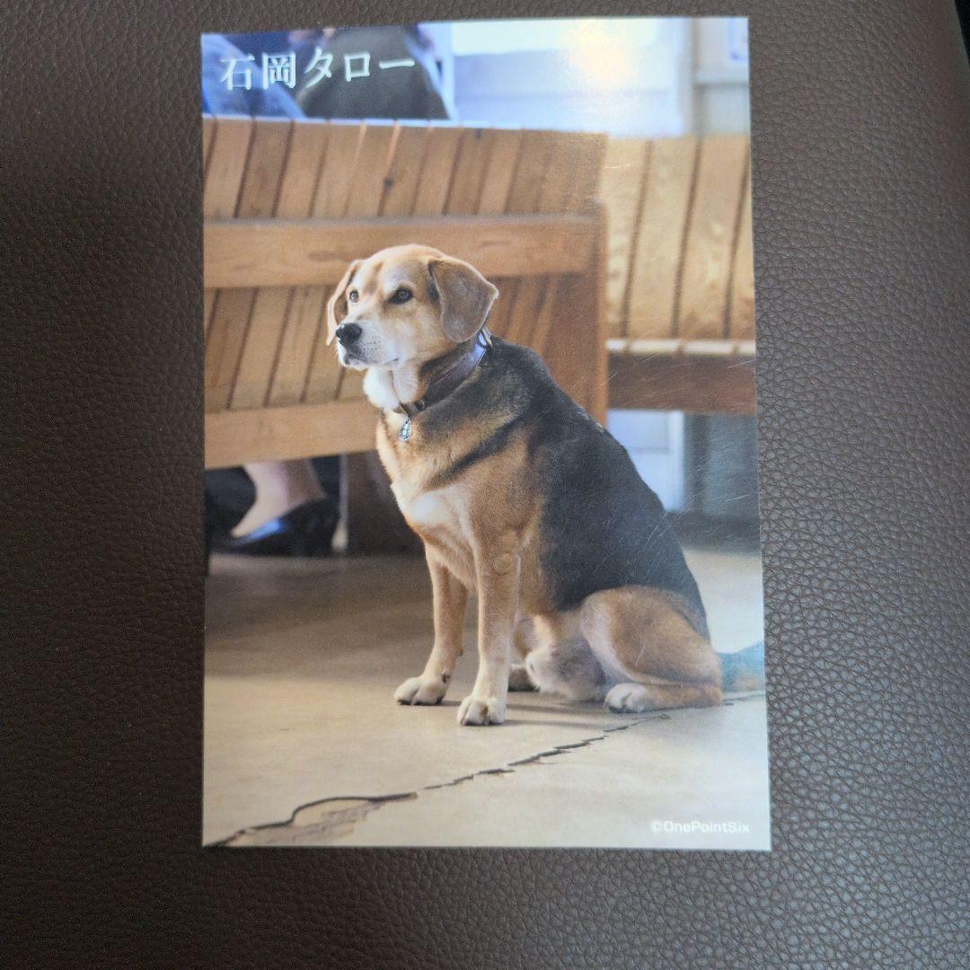 あした会えるさ ＋映画化ポストカード5枚