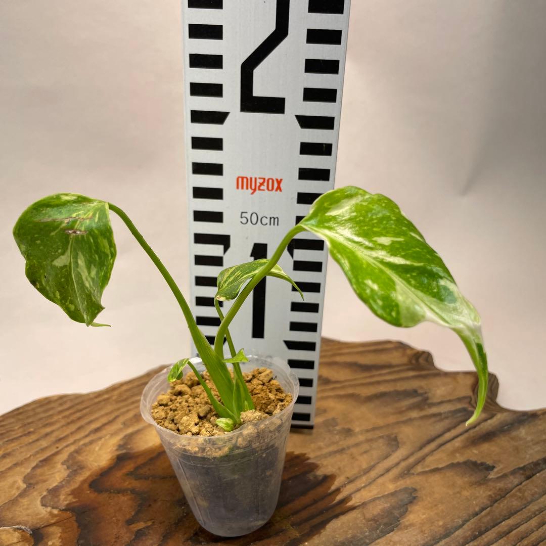 S*L様 a 38品種保証　【希少】モンステラ・エレクトロライト 美株 斑入り