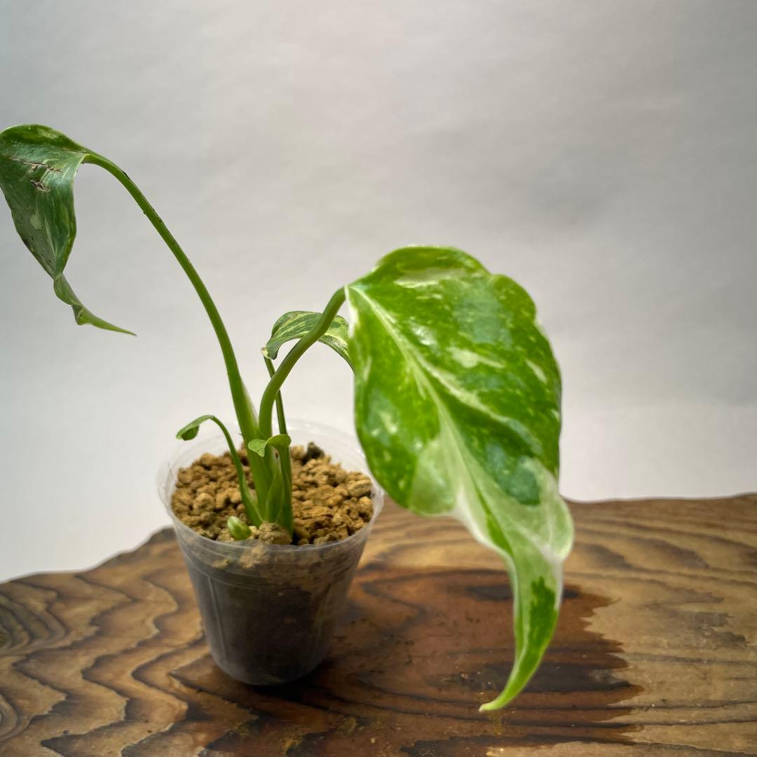 S*L様 a 38品種保証　【希少】モンステラ・エレクトロライト 美株 斑入り