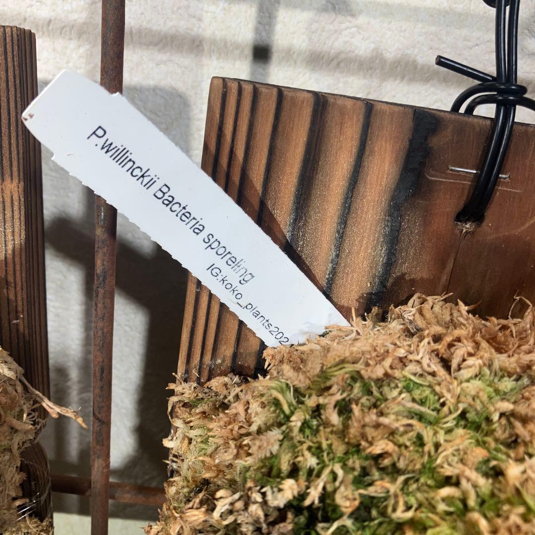 ビカクシダ　ウィリンキーバクテリア