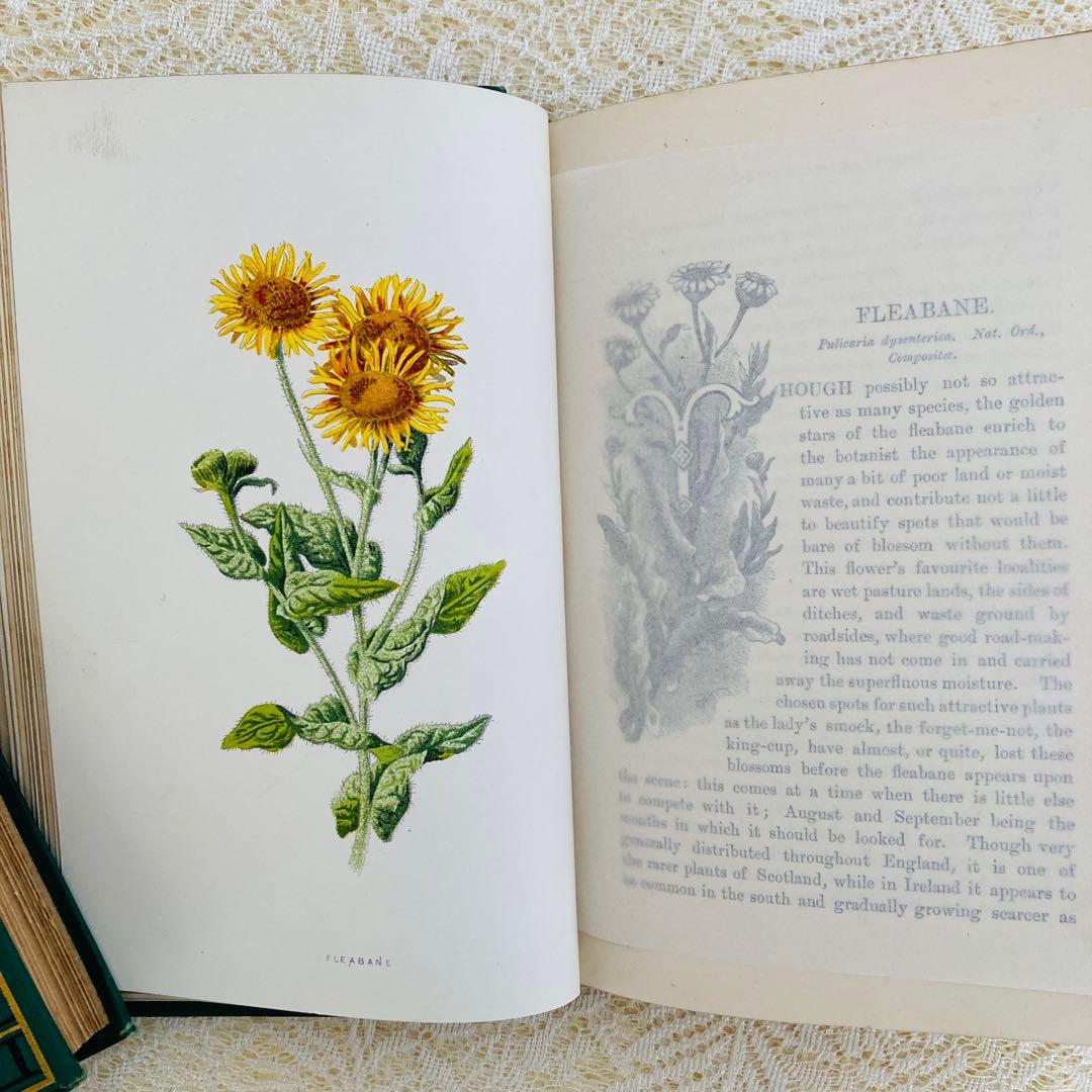洋書古書　希少　Familiar Wild Flowers　アンティーク植物図鑑