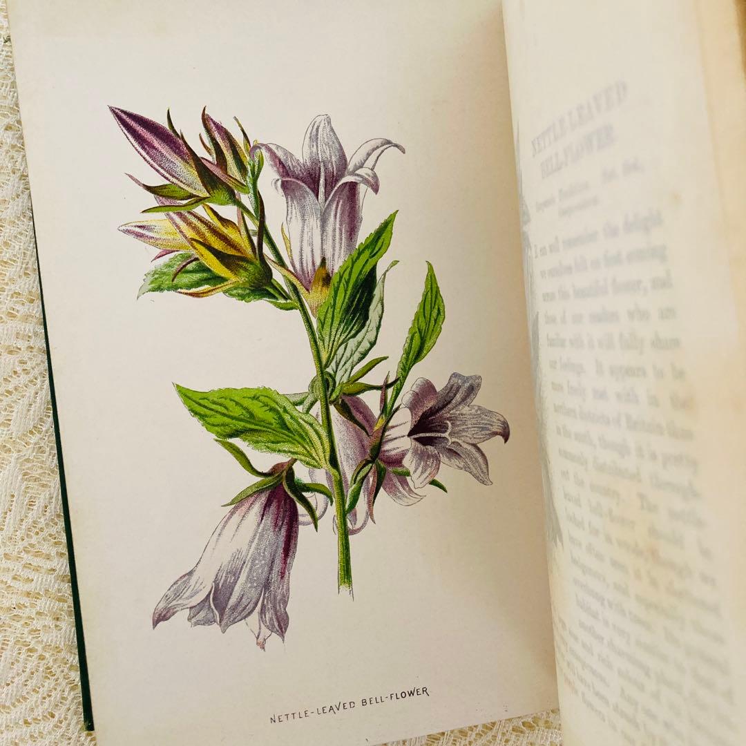 洋書古書　希少　Familiar Wild Flowers　アンティーク植物図鑑