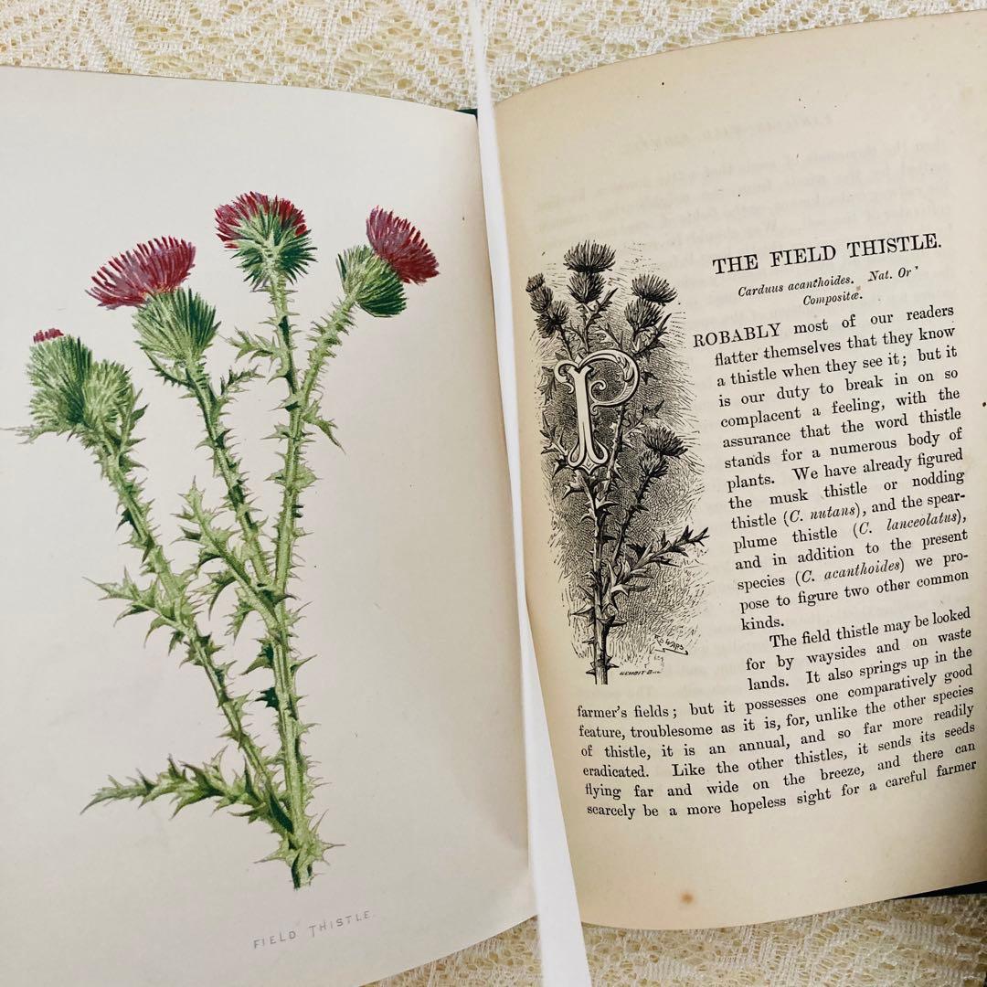 洋書古書　希少　Familiar Wild Flowers　アンティーク植物図鑑