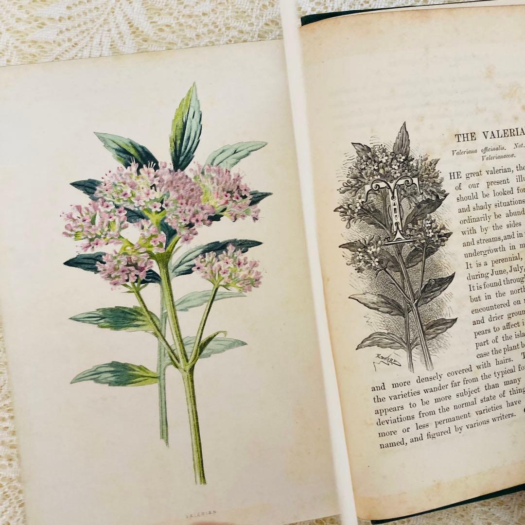 洋書古書　希少　Familiar Wild Flowers　アンティーク植物図鑑