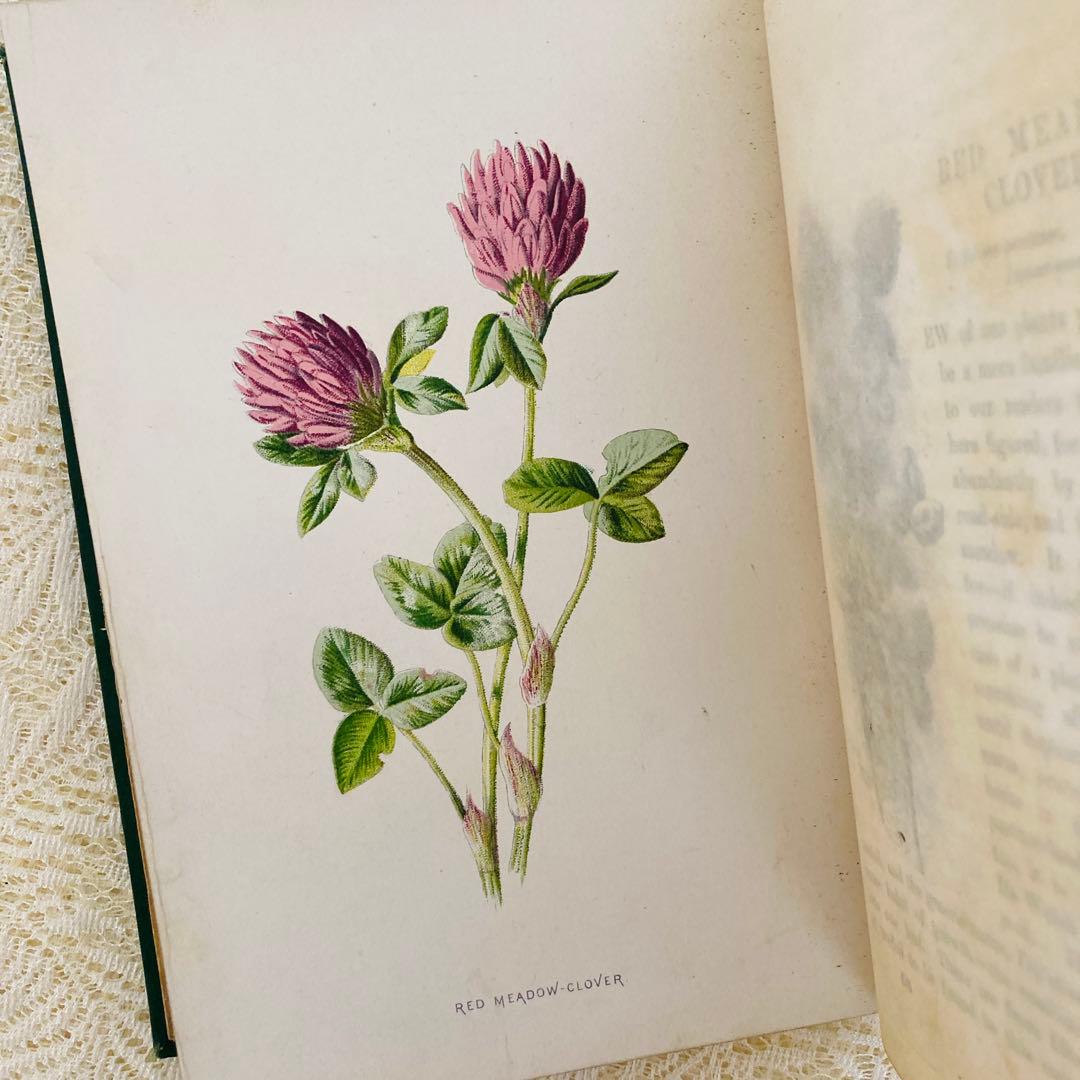 洋書古書　希少　Familiar Wild Flowers　アンティーク植物図鑑