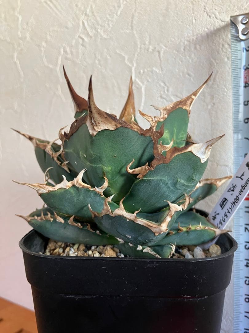 アガべチタノタ バトルウルフ【上澳園芸】タグ付き　【ラスト美品】