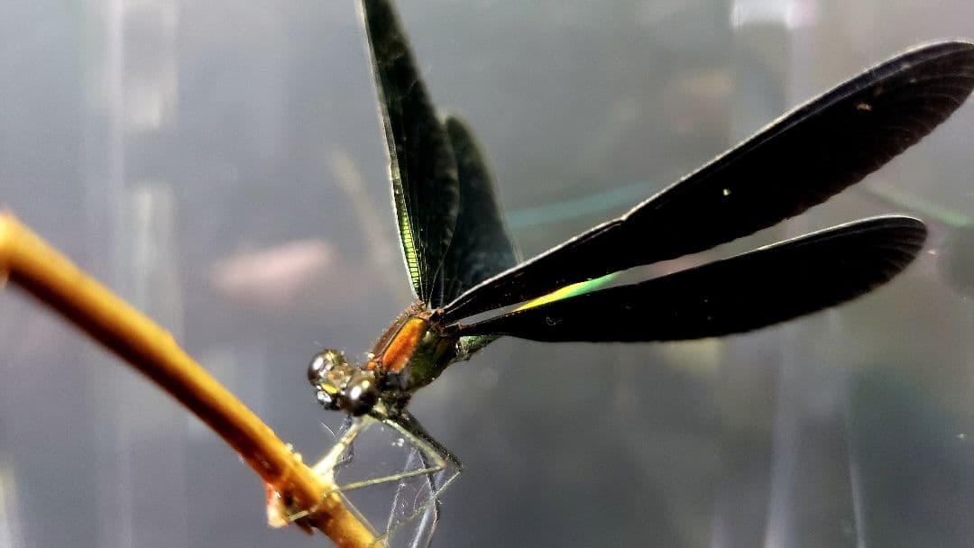 くなりみい出品 立体標本8点