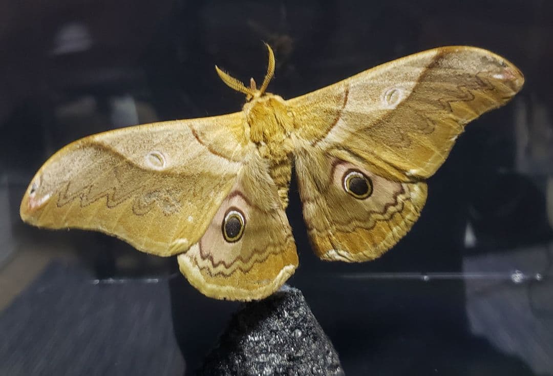 くなりみい出品 立体標本8点