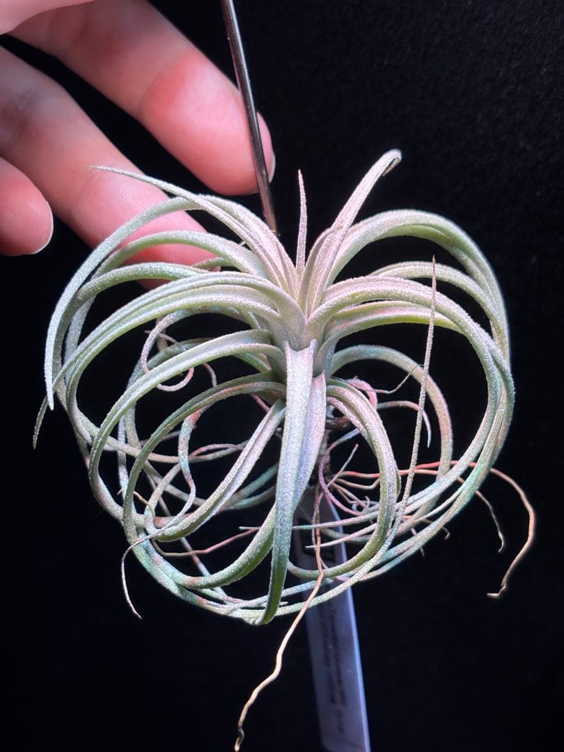 ブロメリア・エアープランツ Tillandsia exserta x 'Apretado RFI' YCB