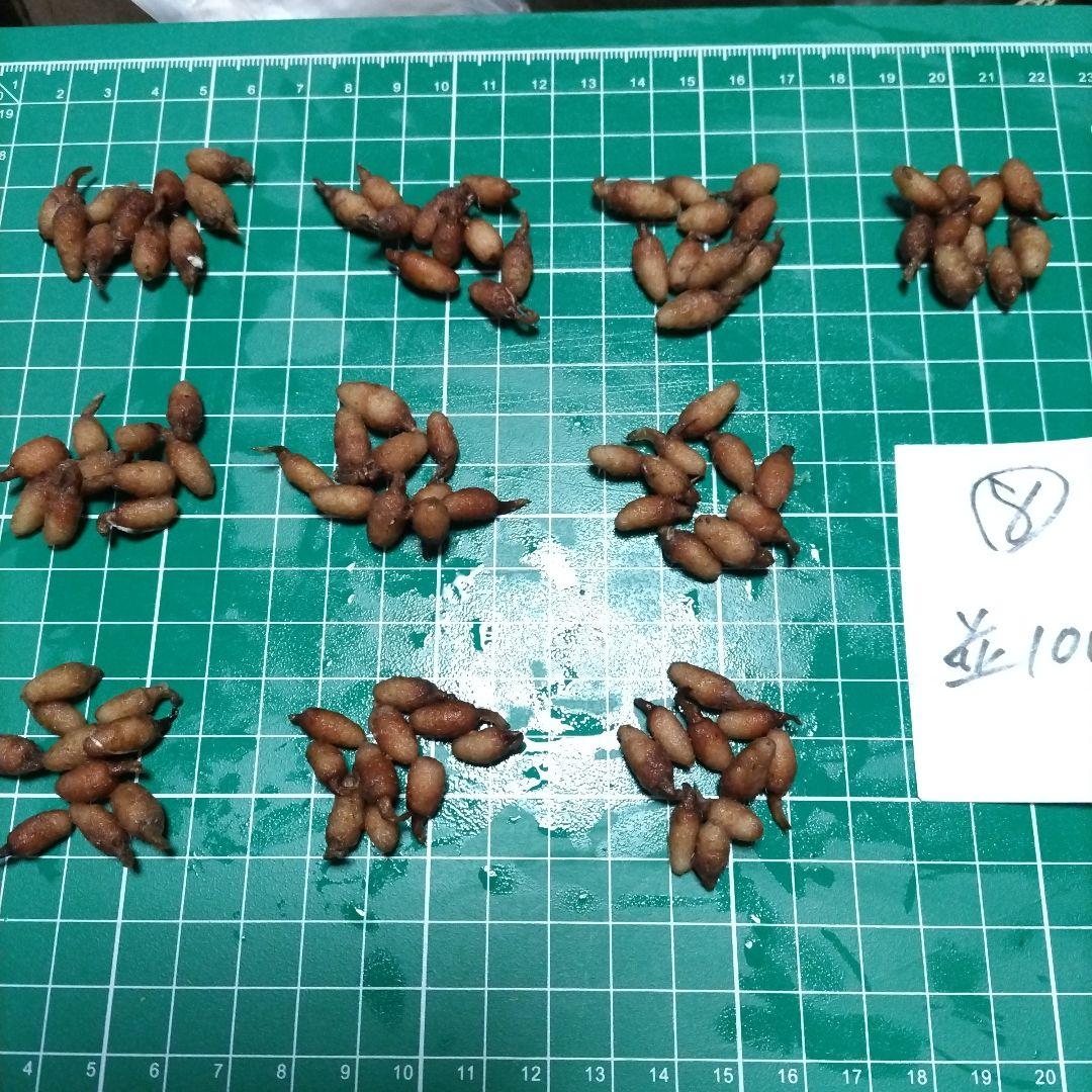 サギソウ　タピ