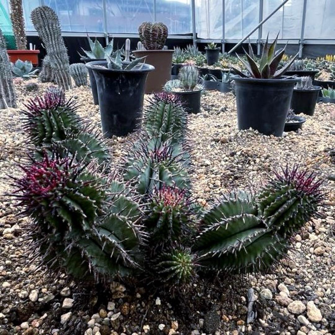 S*…様 ユーフォルビアホリダ 群生 10頭