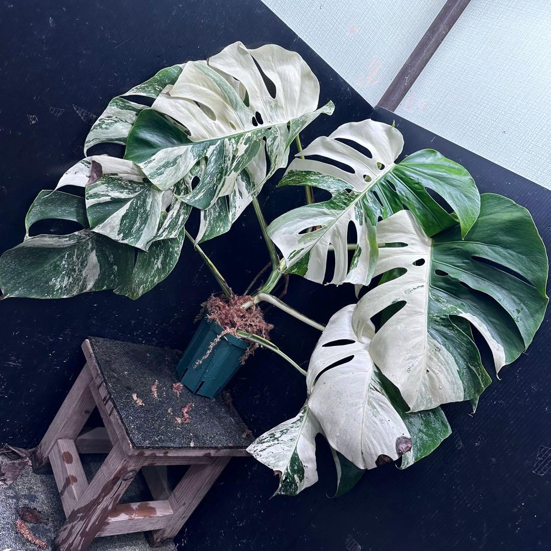 チ*ン様 斑入りモンステラ ホワイトタイガー極美大株70cm白斑多
