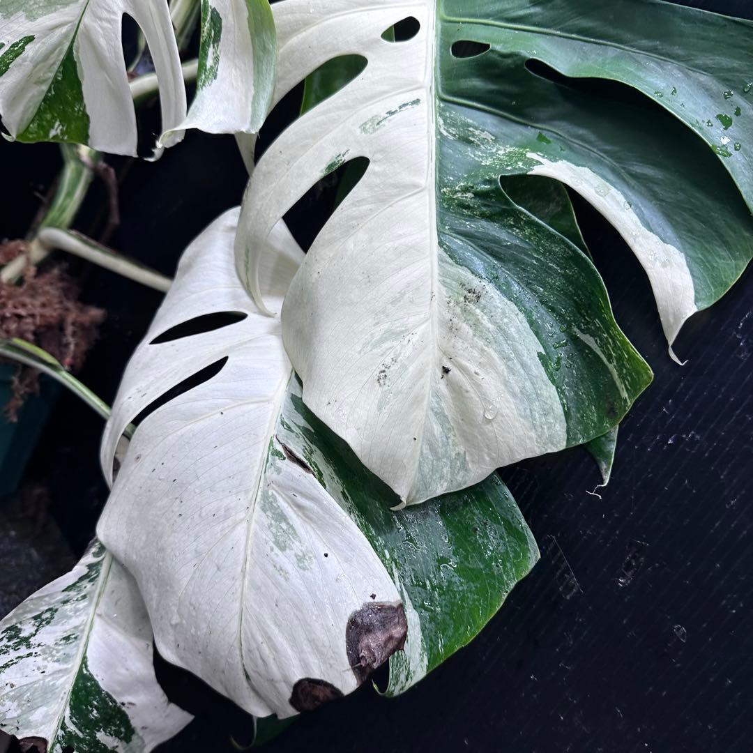 チ*ン様 斑入りモンステラ ホワイトタイガー極美大株70cm白斑多