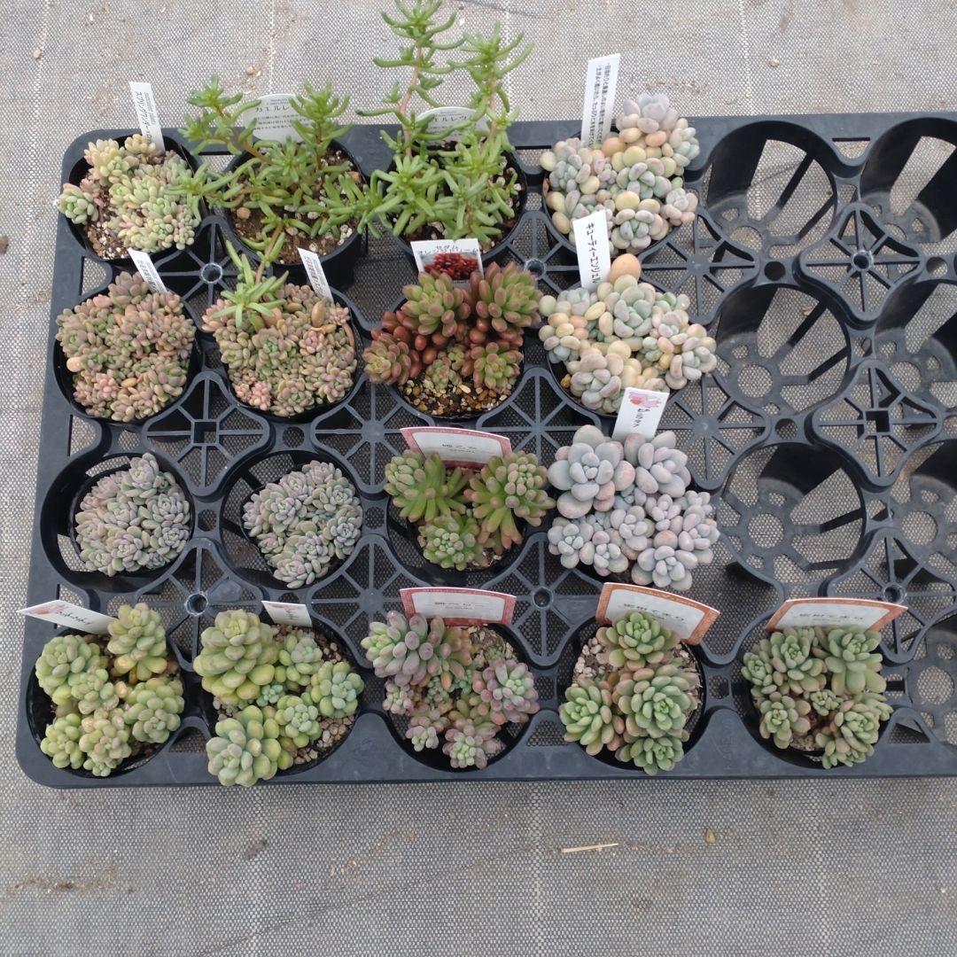 こちゃひさん専用