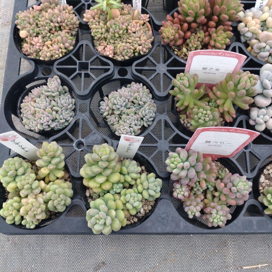 こちゃひさん専用