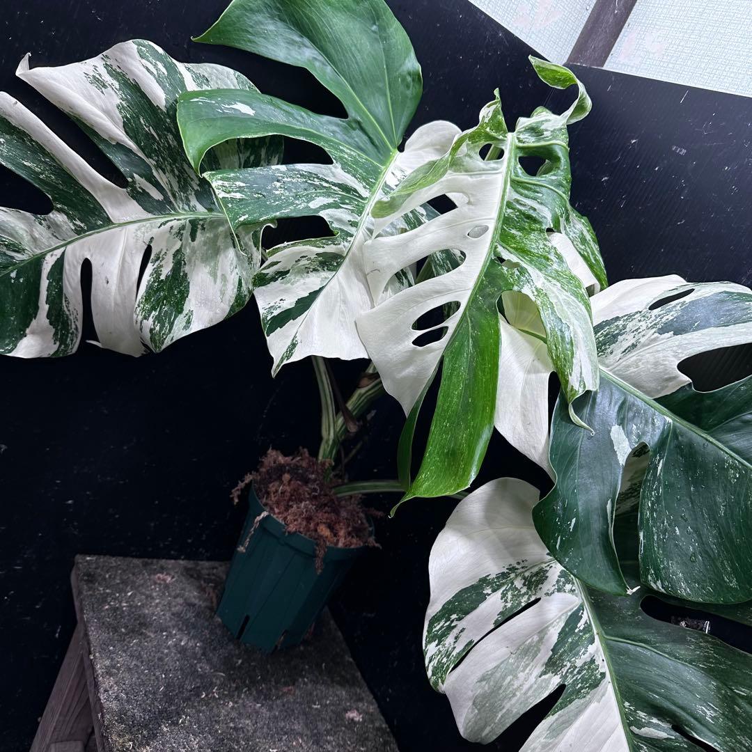h*.様 斑入りモンステラ ホワイトタイガー極美大株57cm白斑多