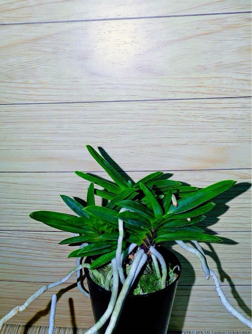 富貴蘭「緑三蝶」（開花株大株立ち）