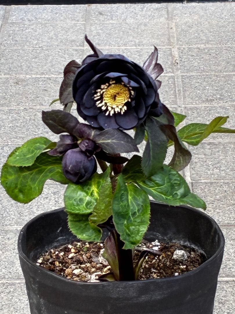 か*ん様 3453☘️限定1株☘️未株分け☘️花付き☘️⭐️コロコロ手毬咲⭐️小