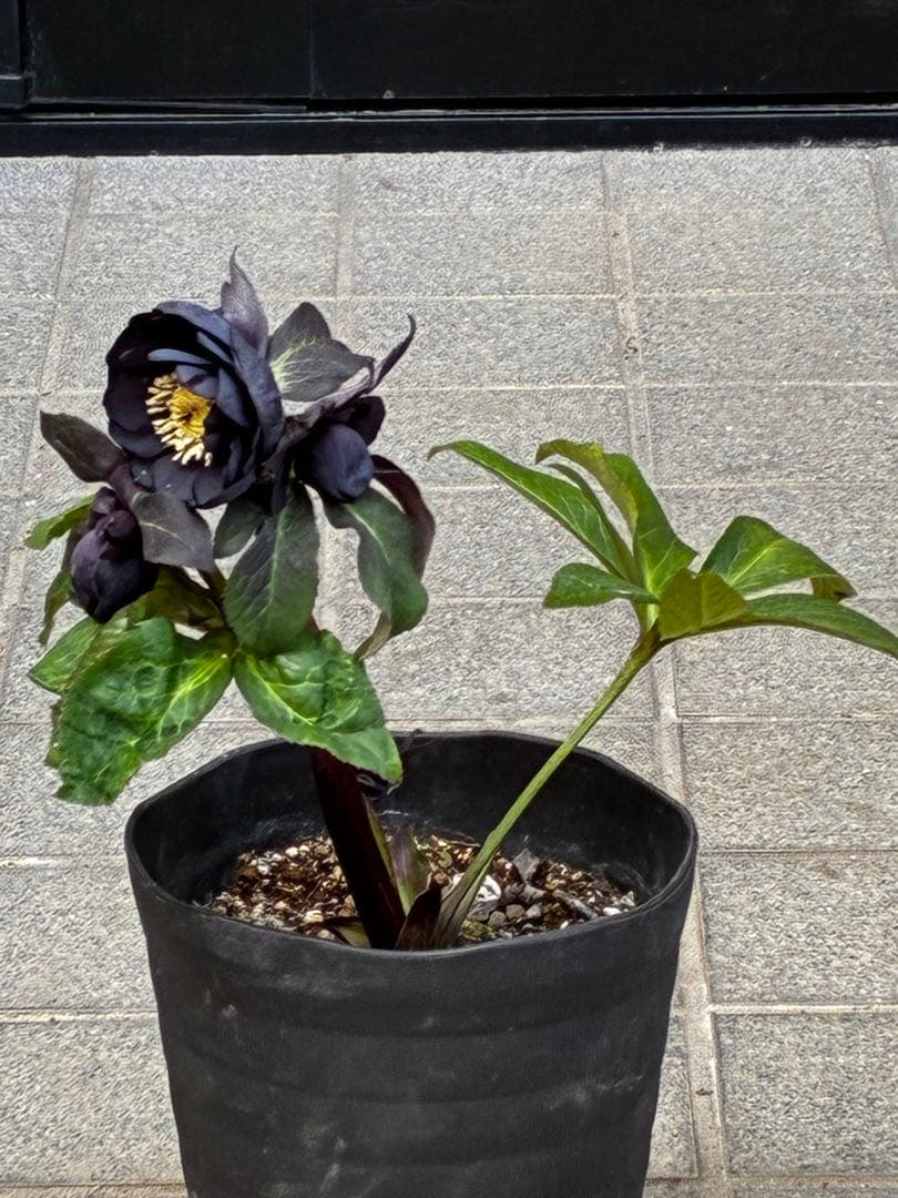 か*ん様 3453☘️限定1株☘️未株分け☘️花付き☘️⭐️コロコロ手毬咲⭐️小