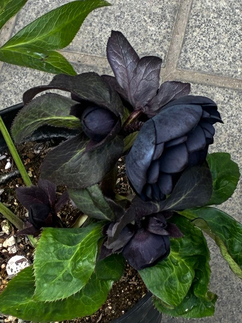 か*ん様 3453☘️限定1株☘️未株分け☘️花付き☘️⭐️コロコロ手毬咲⭐️小