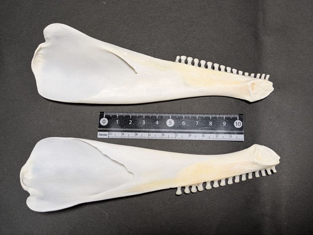 頭骨標本　鯨類イルカの仲間