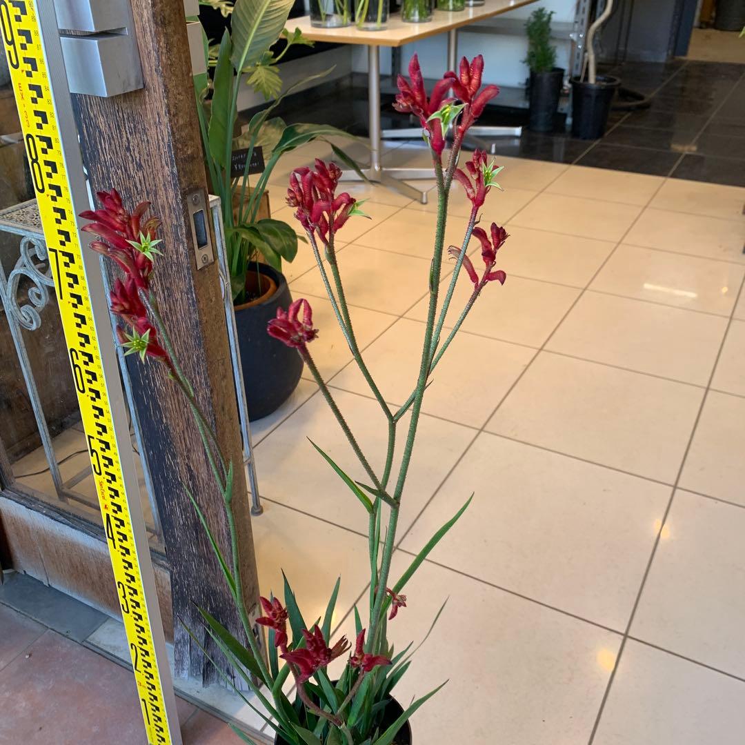 のこのこ　2点　ジョーロ、カンガルーポー赤