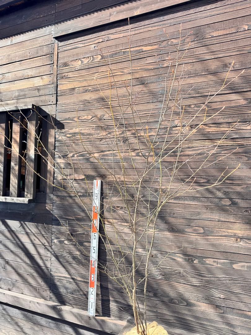 クロモジ/大株立ち《山採り/天然株》【現品発送】管理70962