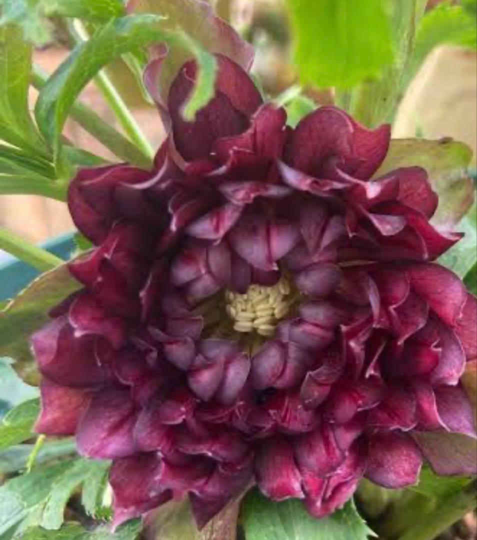 クリスマスローズ、クレオパトラ、ラベル付き、ダークレッド