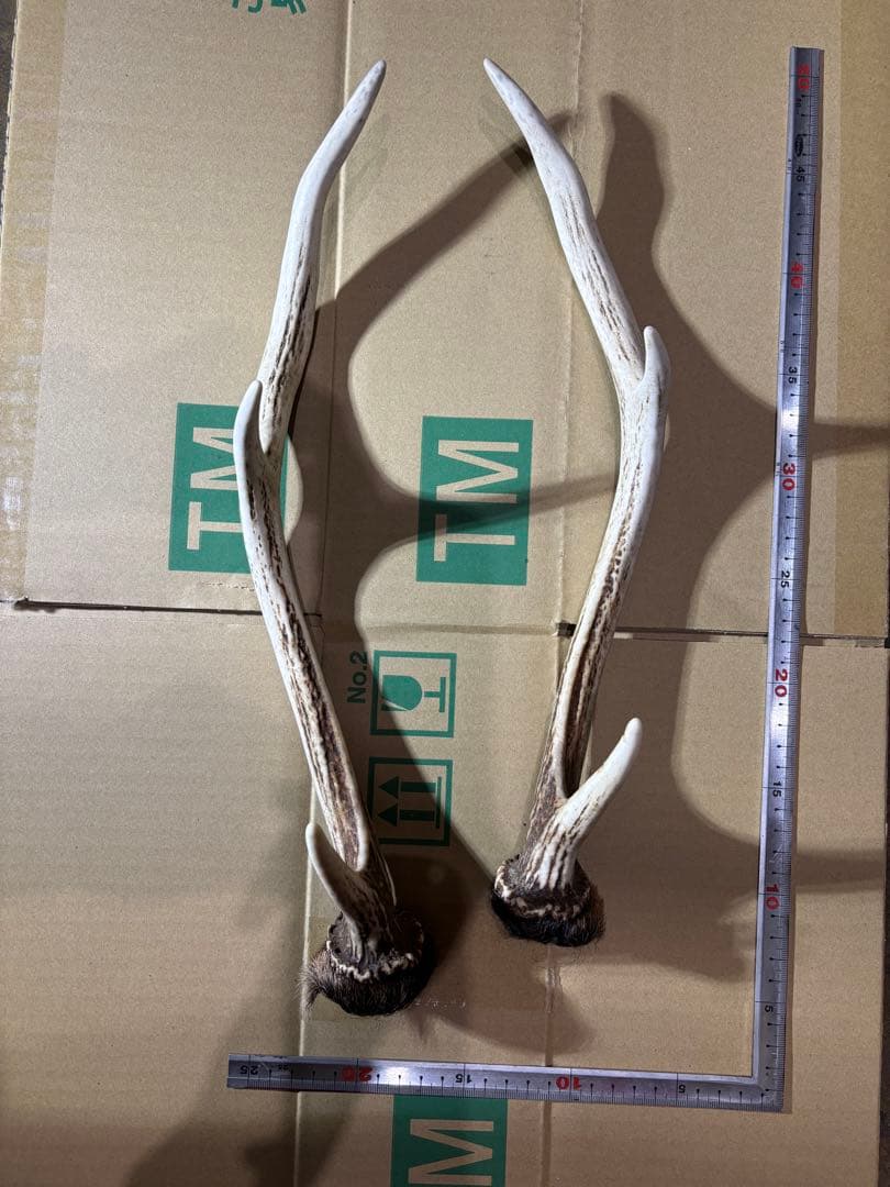 クラフト　鹿の角 エゾシカ 角 蝦夷鹿の角