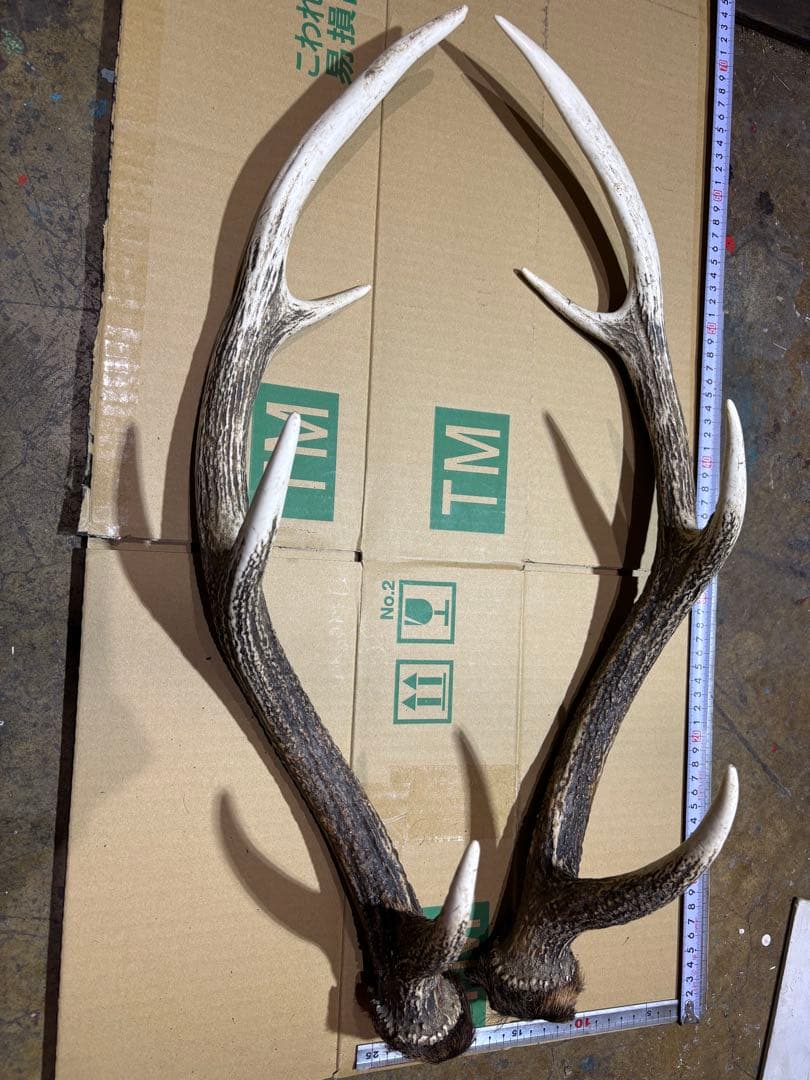 クラフト　鹿の角 エゾシカ 角 蝦夷鹿の角
