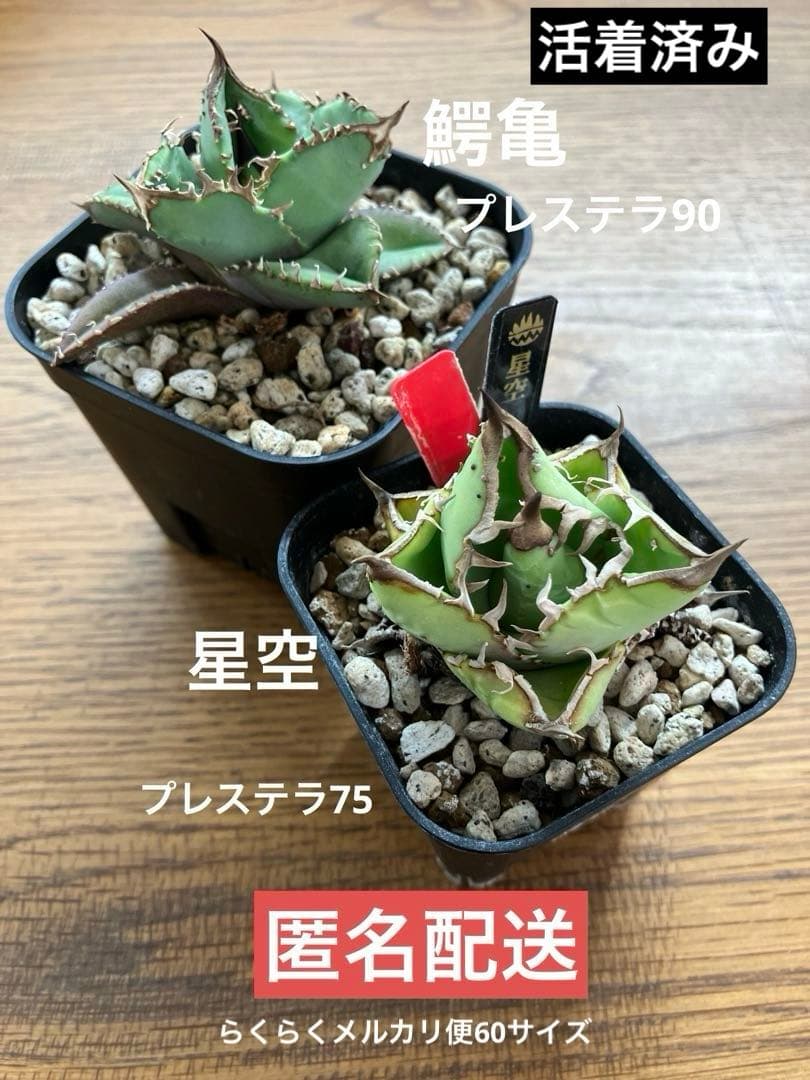 【初売りセット11】101 ぶつぶつ　アガベ　鰐亀/星空　　TC2株　上澳園芸