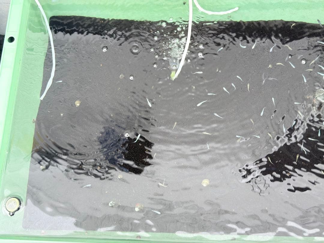 メダカ容器オーバーフロー加工 トロ舟80L 2個セットプラ舟NVボックスメダカ