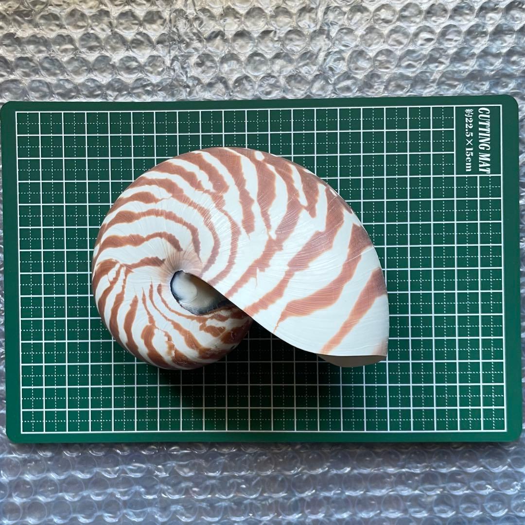 【生きた化石】オウムガイ　貝殻