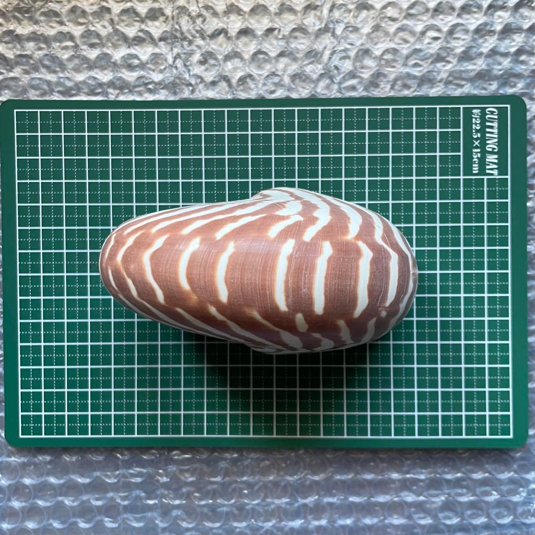 【生きた化石】オウムガイ　貝殻