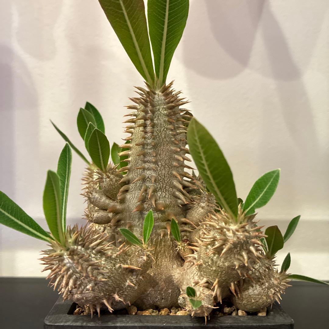 パキポディウム 恵比寿大黒　多頭