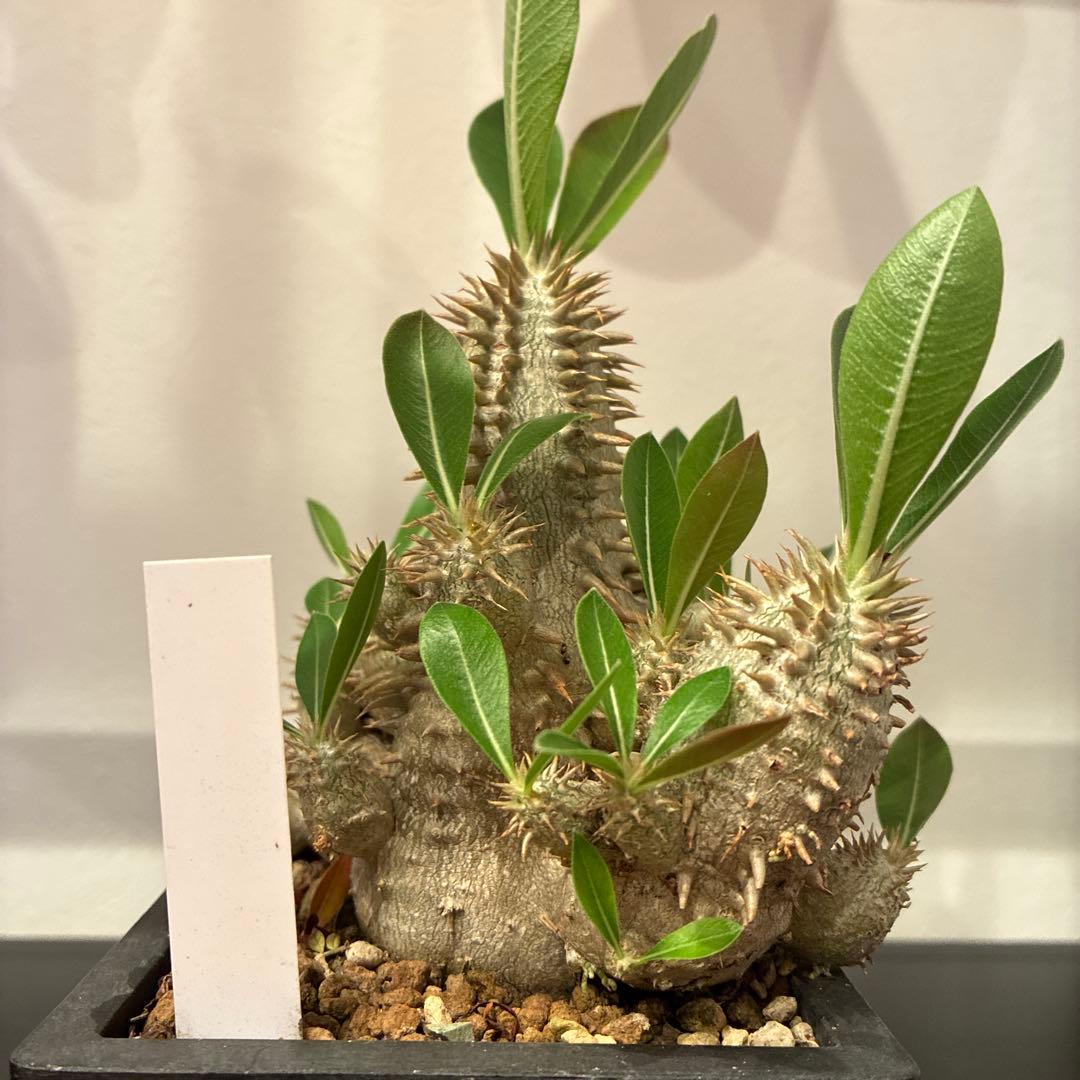 パキポディウム 恵比寿大黒　多頭