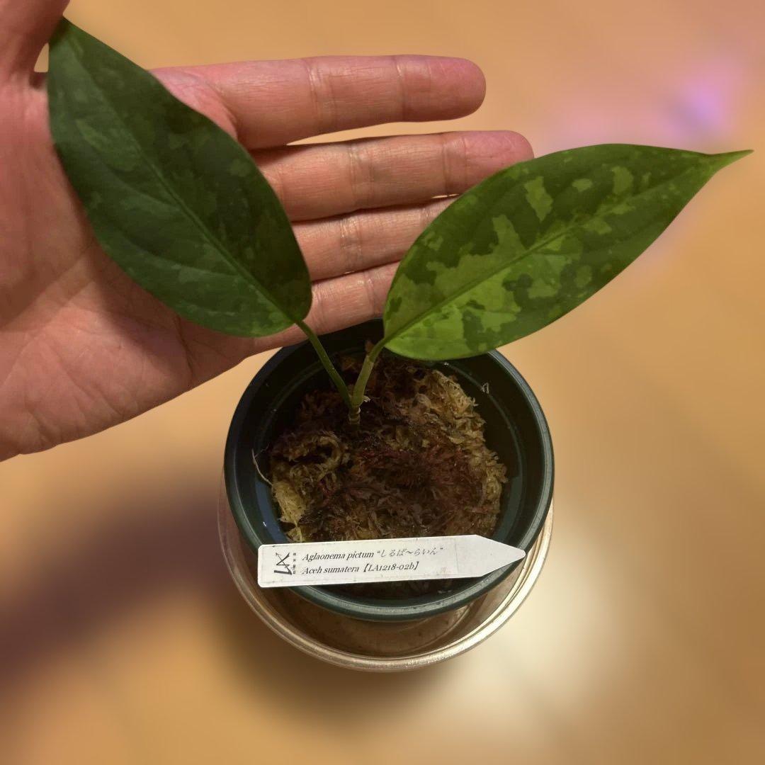 正規タグ付き　LA便　アグラオネマピクタム　Aglaonemapictum