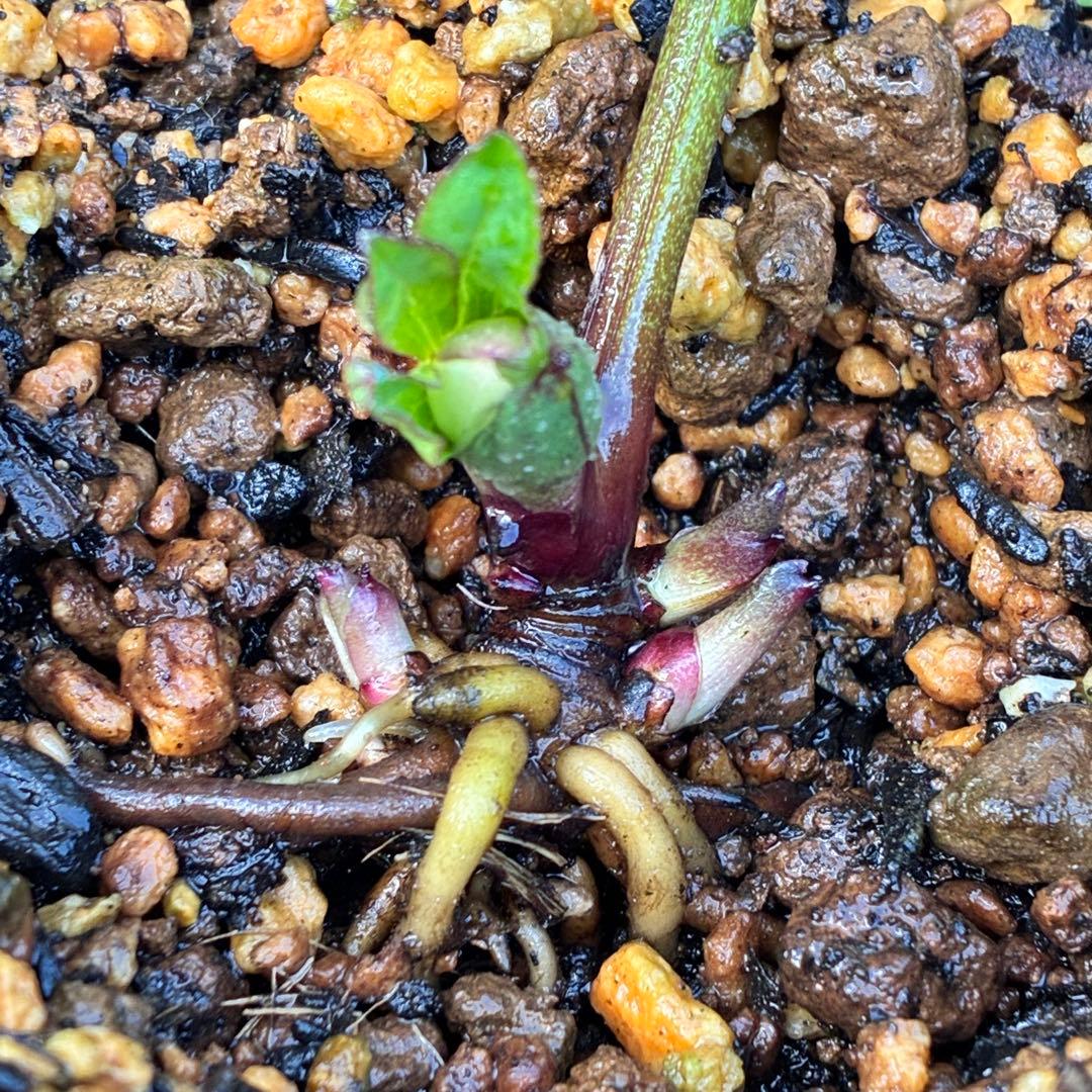 i*u様 ☘️蕾付き☘️3304⭐️超希少⭐️アンティークピエラ⭐️吉田園芸⭐️