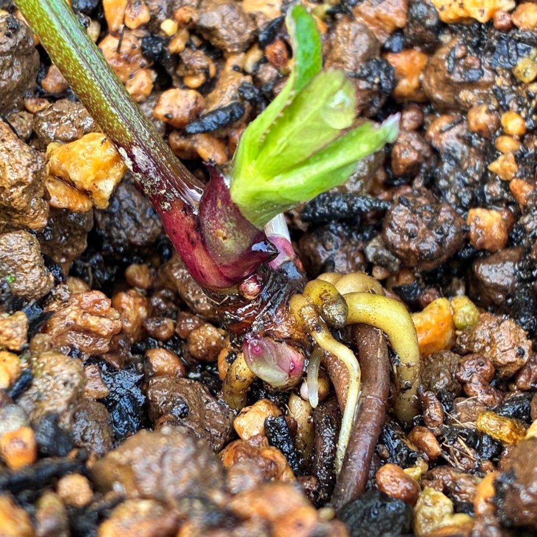 i*u様 ☘️蕾付き☘️3304⭐️超希少⭐️アンティークピエラ⭐️吉田園芸⭐️