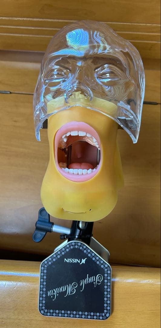 歯科 顎模型 NISSIN マネキン まとめ売り