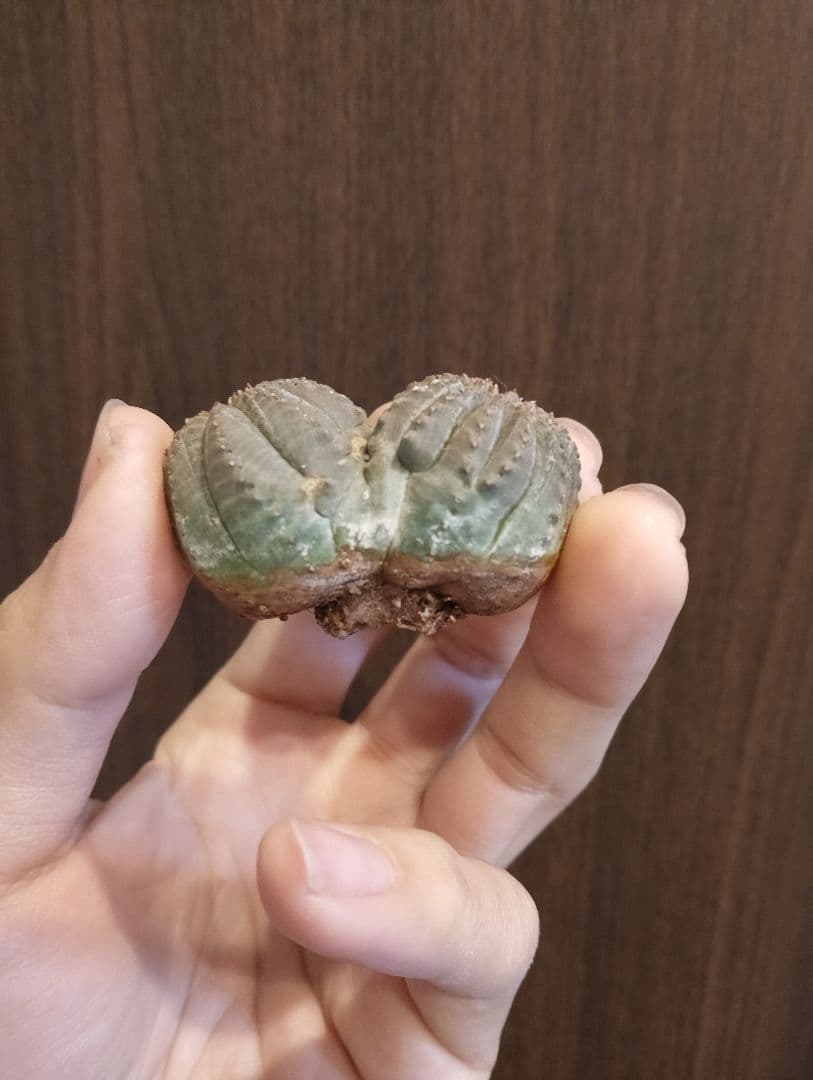 希少 ユーフォルビア オベサ ダブルベッド 発根済み