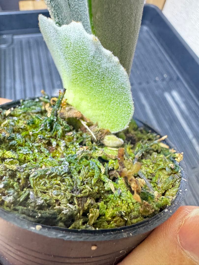 veichii celso、bogor suddan mix dwarf ②