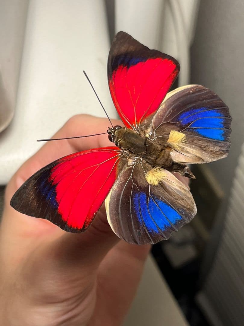 アグリアスクラウディナサルダナパルス♂ ミイロタテハ 蝶標本 甲虫