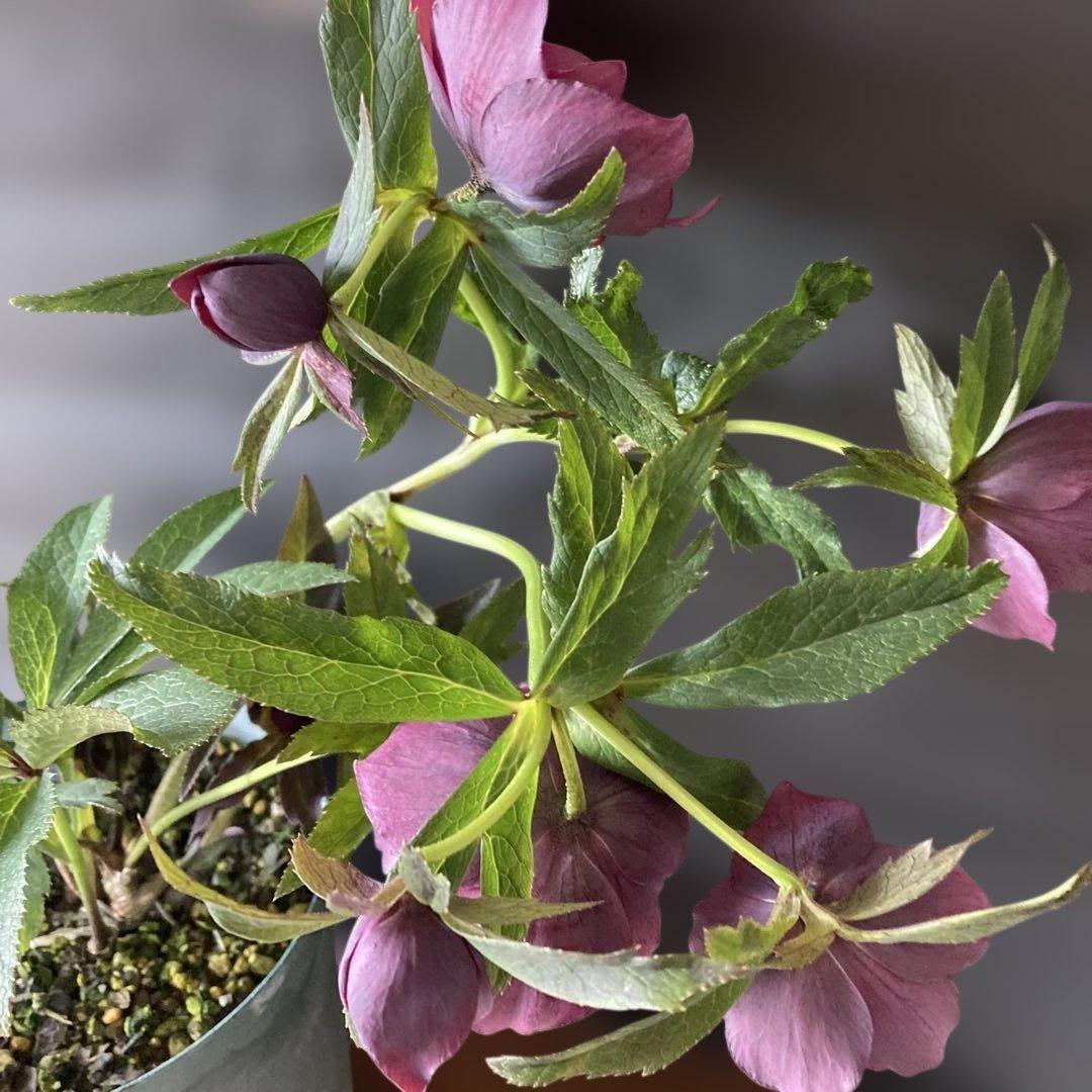 あやパン クリスマスローズ［ 雅 ]鉢花 紫